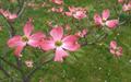 Cornus Florida